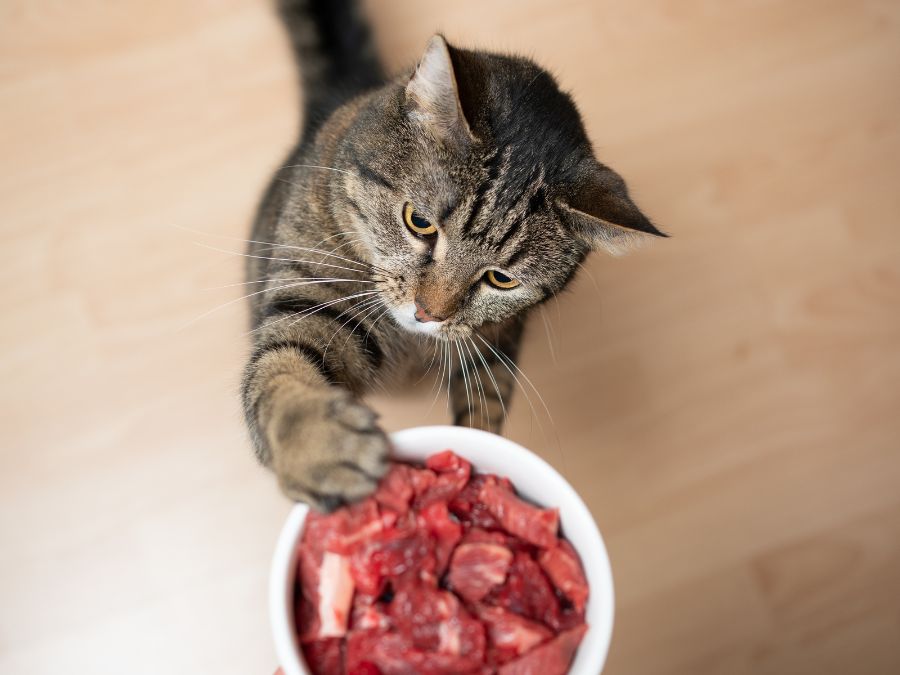 Home Cooking for Cats in Singapore: A Starter's Guide